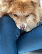 Load image into Gallery viewer, Ariel Leggings